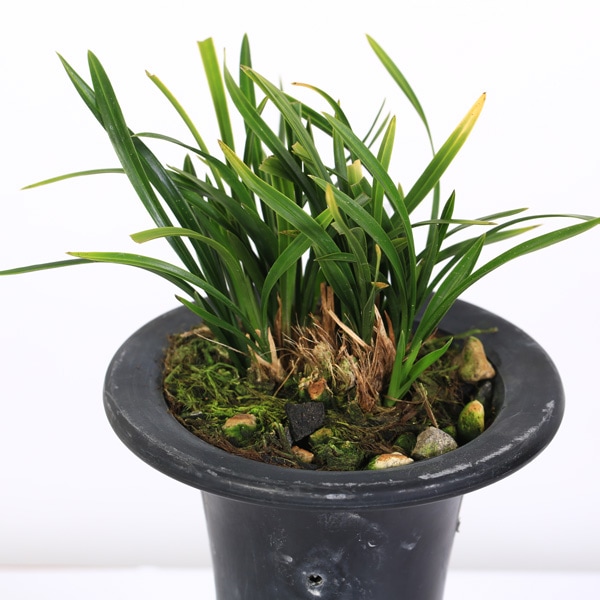 古典園芸植物：中国春蘭 「翠蓋」(すいがい)*ちゅうごくしゅんらん
