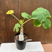 ���տ�ʪ�����󥴥��֥饮�� ����*�������͡�5�桡����