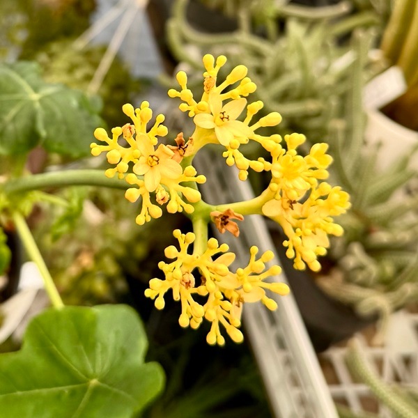 観葉植物：サンゴアブラギリ 黄花*珊瑚油桐 5号 黄色 | 観葉植物