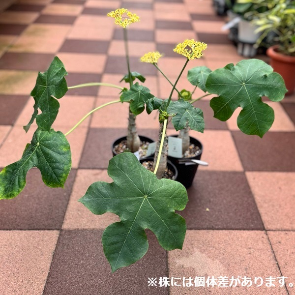 観葉植物：サンゴアブラギリ 黄花*珊瑚油桐 5号 黄色 | 観葉植物