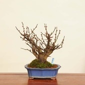 ߺϡ(ϤФ)*ᡡᡡPrunus mumeHakubai bonsai ߺ