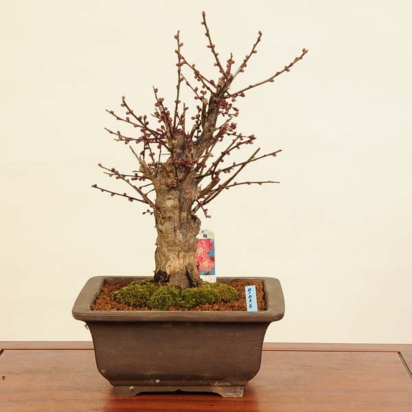 盆栽：紅梅(こうばい)現品*うめ ウメ Prunus mume Koubai bonsai 中品