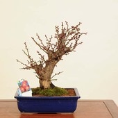 ߺϡ(Ф)*ᡡᡡPrunus mumeKoubai bonsai ߺ