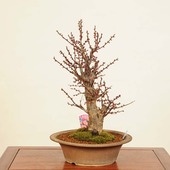ߺϡ(Ф)*ᡡᡡPrunus mumeKoubai bonsai ߺ