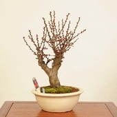ߺϡ(Ф)*ᡡᡡPrunus mumeKoubai bonsai ߺ