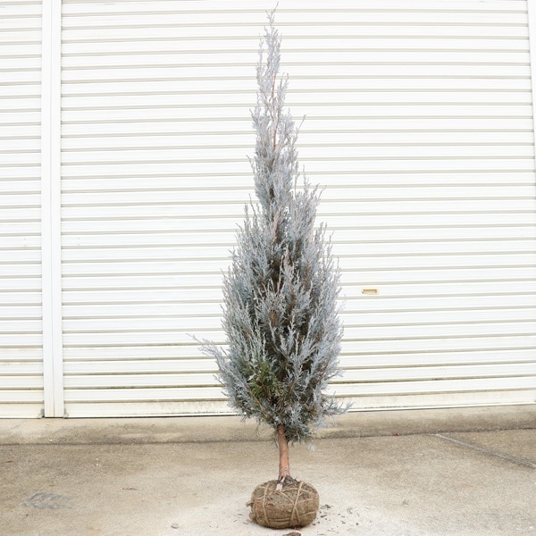 特撰庭木 植木：コニファー ウィチッタブルー* 樹高130cm ヤマト便