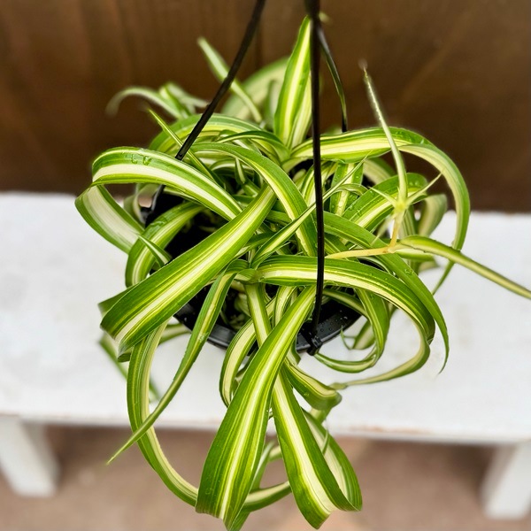 観葉植物：オリヅルラン ボニー*折鶴蘭 4号吊り | 観葉植物,吊り鉢