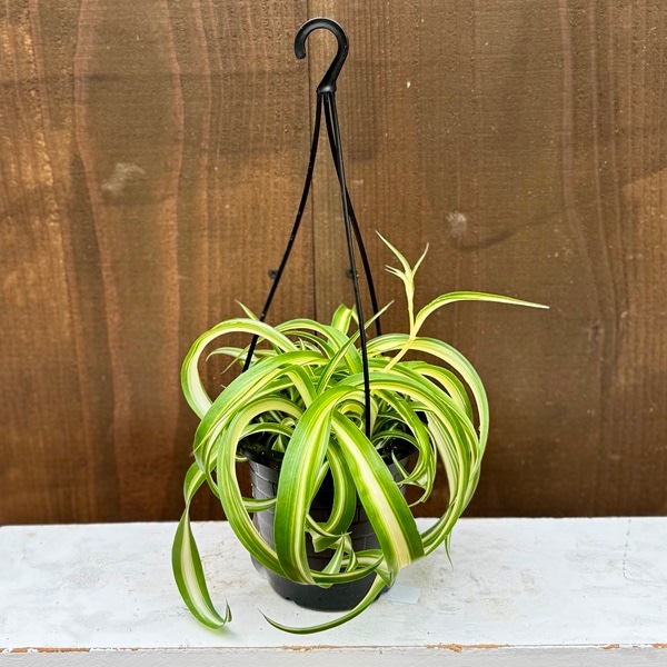 観葉植物：オリヅルラン ボニー*折鶴蘭 4号吊り | 観葉植物,吊り鉢