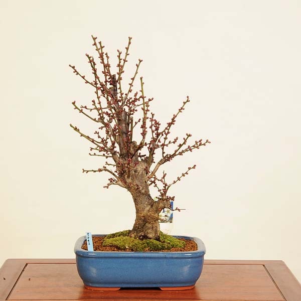 �ߺϡ�����(�Ϥ��Ф�)����*���ᡡ���ᡡPrunus mume��Hakubai bonsai �����ߺ�