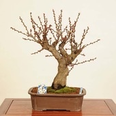 ߺϡ(ϤФ)*ᡡᡡPrunus mumeHakubai bonsai ߺ