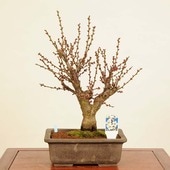 ߺϡ(ϤФ)*ᡡᡡPrunus mumeHakubai bonsai ߺ