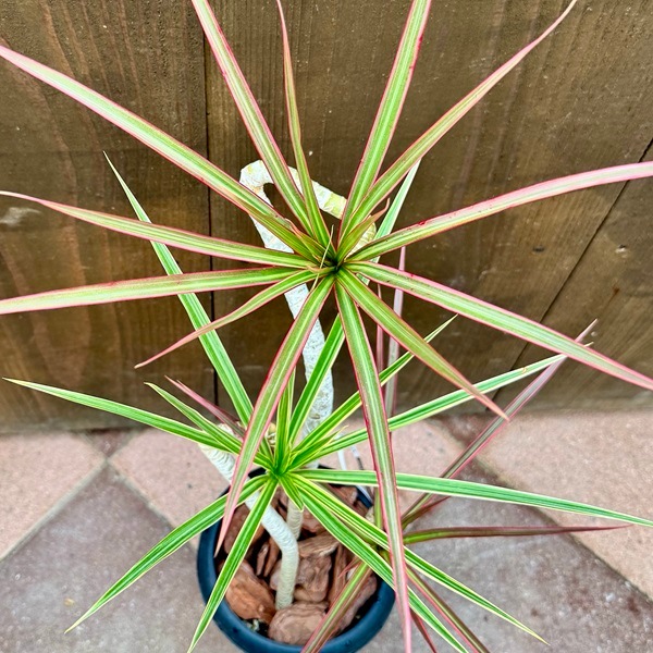 観葉植物：ドラセナ コンシンネ MIX*6号プラポット バークチップ