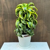 ���տ�ʪ���ɥ饻�� �ȥ�͡���*5�� ���饢���� �ץ黮��