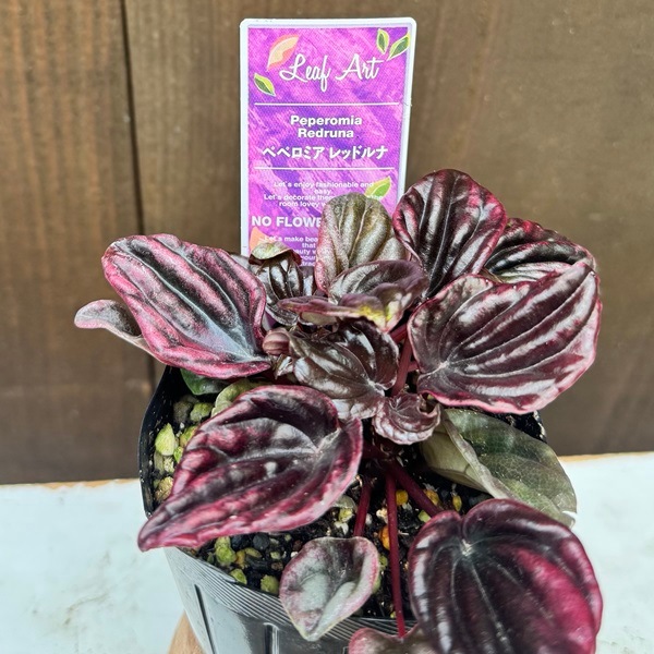 観葉植物 苗：ペペロミア 3種セット*ロッソ メンドーサ レッドルナ
