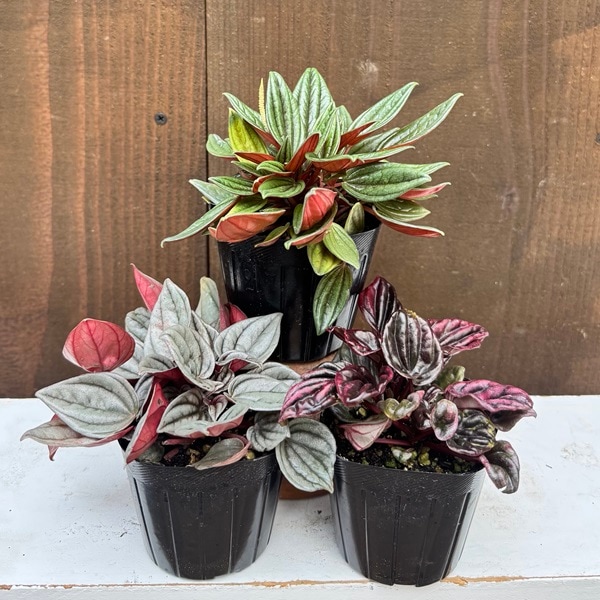 観葉植物 苗：ペペロミア 3種セット*ロッソ メンドーサ レッドルナ