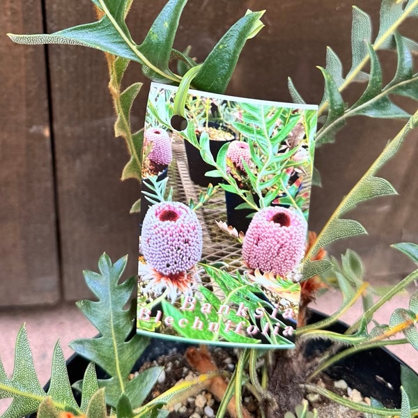 ② バンクシア ブレクニフォリア 苗 5号 ② バンクシア ブレクニフォリア 苗 5号 バンクシア ブレクニフォリア