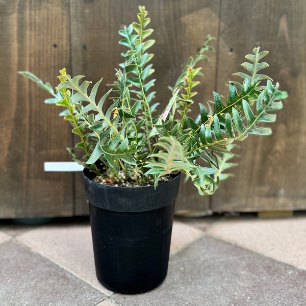 観葉植物 鉢花 苗：バンクシア ブレクニフォリア*6号 現品をお届け