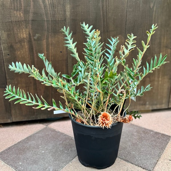 観葉植物 鉢花 苗：バンクシア ブレクニフォリア*8号 現品をお届け