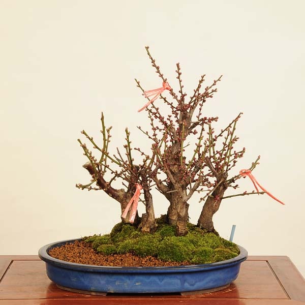 ߺϡߴ󤻸*ᡡᡡPrunus mumebonsai ߺ