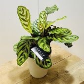 ���տ�ʪ������ƥ����ޥ����*5�桡�ץ�ݥå�