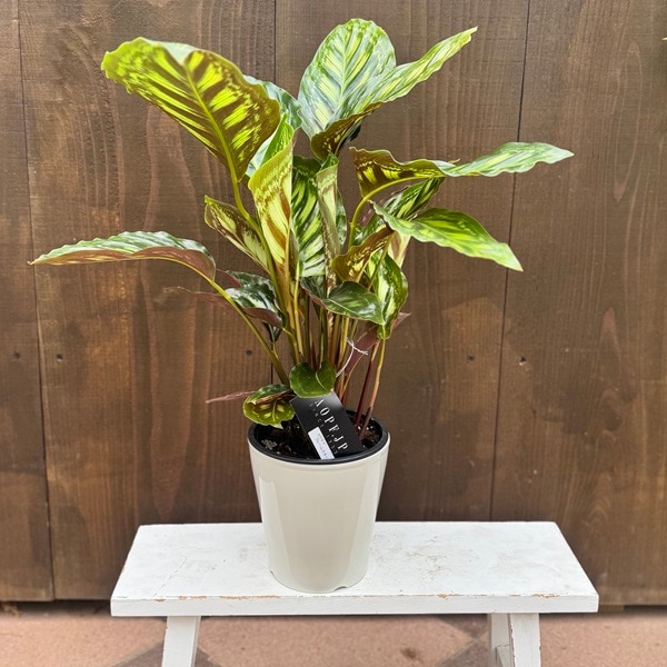 観葉植物：カラテア フレームスター*5号 プラポット | 観葉植物