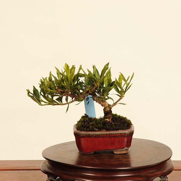 クチナシ盆栽(1) 盆栽：実成梔子(くちなし) 現品*クチナシ