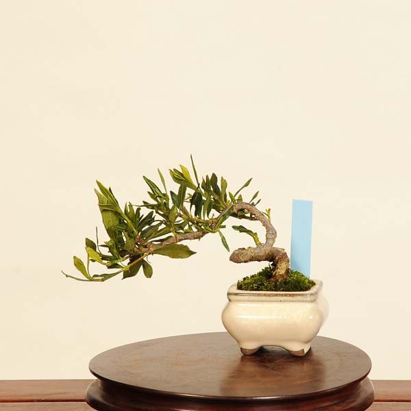 実成クチナシ 盆栽 実成クチナシ ミニ盆栽 陶器鉢 | BRIDGE GARDEN