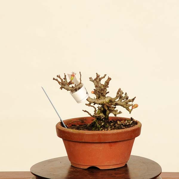 盆栽：長寿梅(チョウジュバイ) 現品*ちょうじゅばい Cyoujyubai ミニ