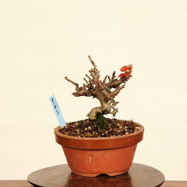 ߺϡĹ(祦Х)*礦ФCyoujyubai ߥߺϡ