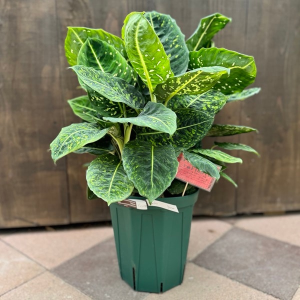 観葉植物：ディフェンバキア リフレクター*デヘンバキア リフレクタ 8