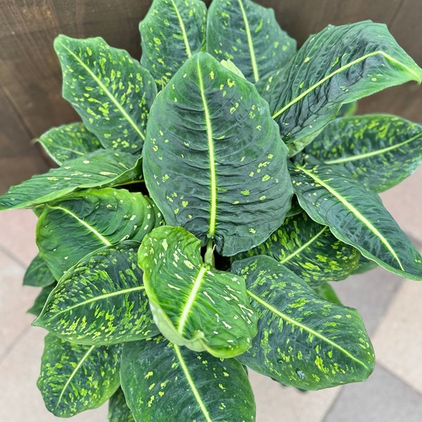 観葉植物：ディフェンバキア リフレクター*デヘンバキア リフレクタ 8