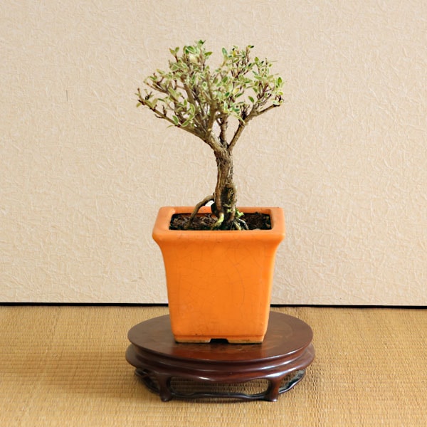 小品盆栽：斑入り白丁花*（正方橙深鉢）ふいりはくちょうげ