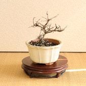 �����ߺϡ�ɴ����*���ز����ȭ�ˤ��뤹�٤ꥵ�륹�٥� bonsai