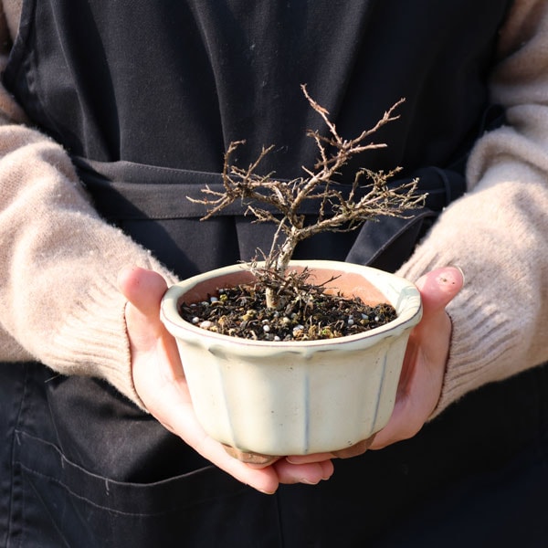 小品盆栽：百日紅*（輪花白丸鉢）さるすべりサルスベリ bonsai | ミニ