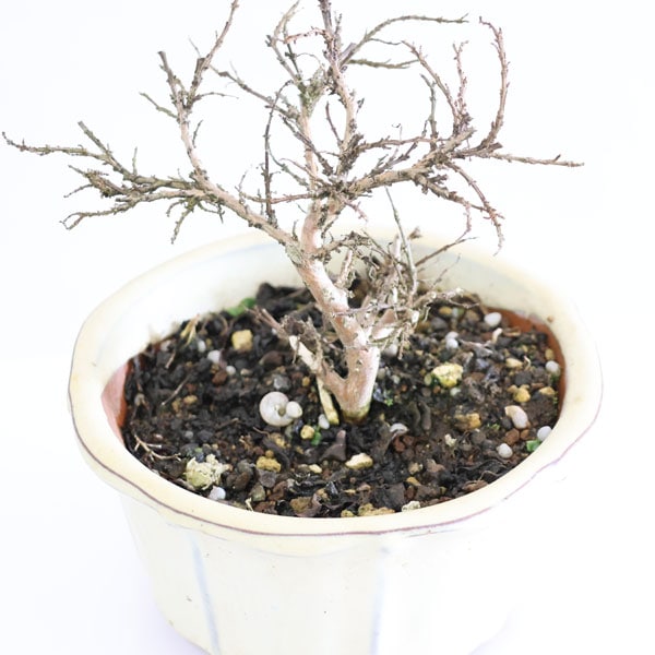 小品盆栽：百日紅*（輪花白丸鉢）さるすべりサルスベリ bonsai | ミニ