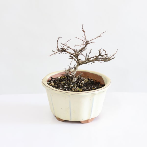 小品盆栽：百日紅*（輪花白丸鉢）さるすべりサルスベリ bonsai | ミニ