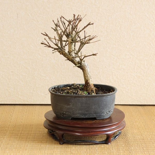 楓盆栽 極太素材 【公式通販】