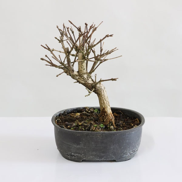 苗：におい楓*ニオイカエデ かえで | すべての商品 | 遊恵盆栽 本店