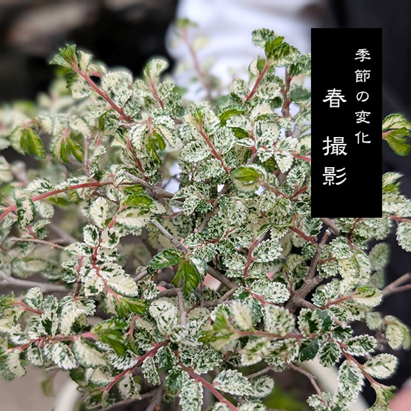 小品盆栽：斑入りにれけやき*（縁付長方白鉢） ふいりにれけやき欅