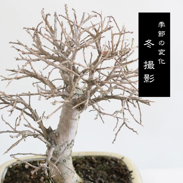 小品盆栽：斑入りにれけやき*（縁付長方白鉢） ふいりにれけやき欅