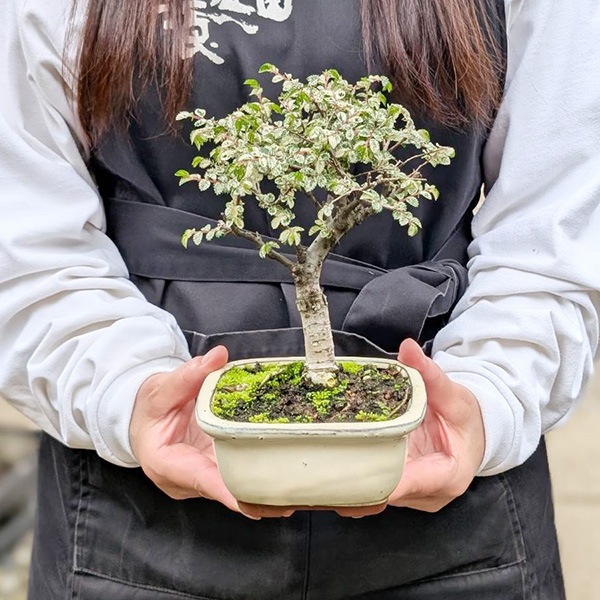 小品盆栽　楡欅　極太　模様木　極上品　山秋の高価鉢付き　★直ぐ飾れます 小品盆栽 楡欅 極太 模様木 極上品 山秋の高価鉢付き ☆