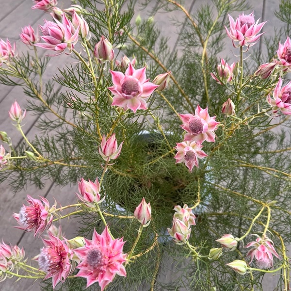 観葉植物 花苗：ジョーイセルリア プリティピンク*10号 現品をお届け