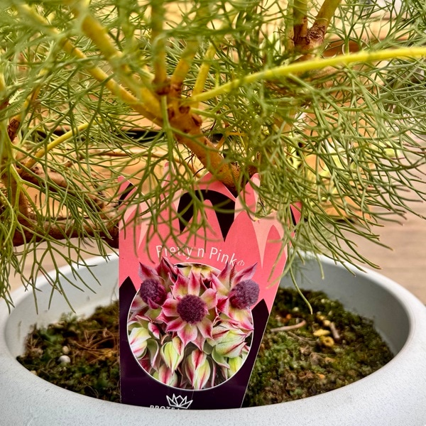 観葉植物 花苗：ジョーイセルリア プリティピンク*10号 現品をお届け