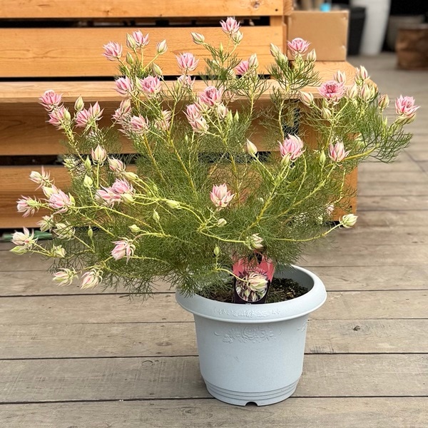 観葉植物 花苗：ジョーイセルリア プリティピンク*10号 現品をお届け