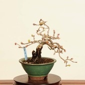 �ߺ� �������ں����ڡʥȥ��ߥ����ˡ�����*�Ȥ��ߤ�����Corylopsis spicata��Tosamizuki bonsai  �����ߺ�