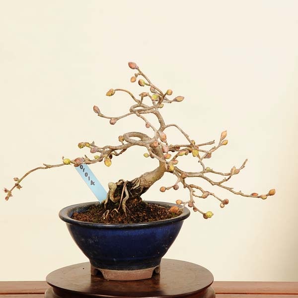 �ߺ�  �������ں����ڡʥȥ��ߥ����ˡ�����*�Ȥ��ߤ�����Corylopsis spicata��Tosamizuki bonsai  �����ߺ�