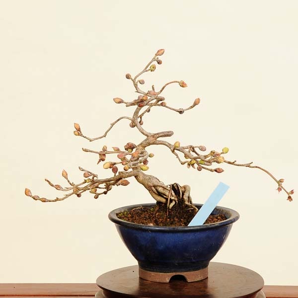 盆栽 特選：土佐水木（トサミズキ） 現品*とさみずき Corylopsis