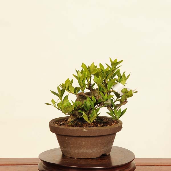 クチナシ　盆栽 盆栽 特選：実成梔子(くちなし) 現品*クチナシ Rubiaceae Gardenia