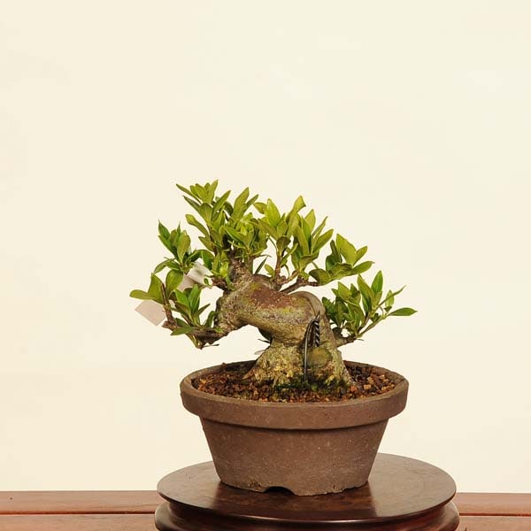 盆栽 特選：実成梔子(くちなし) 現品*クチナシ Rubiaceae Gardenia