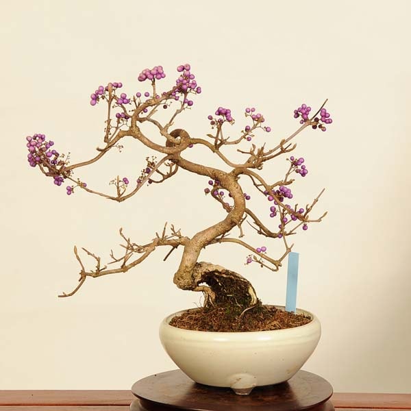 りょう 盆栽 紫式部 実沢山 ムラサキシキブです 実が充分に色付きました #bonsai